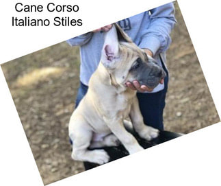 Cane Corso Italiano Stiles