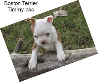 Boston Terrier Timmy-akc