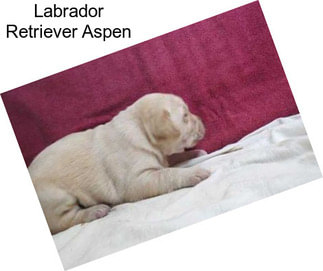 Labrador Retriever Aspen