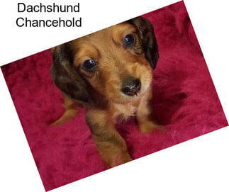 Dachshund Chancehold