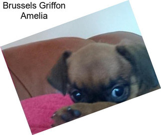 Brussels Griffon Amelia