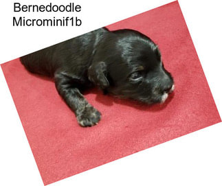 Bernedoodle Microminif1b