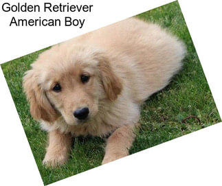 Golden Retriever American Boy