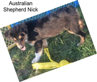 Australian Shepherd Nick