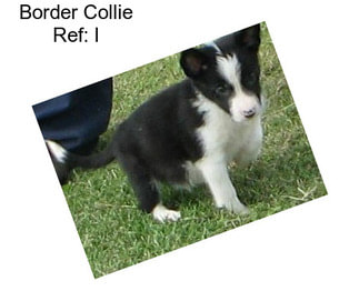 Border Collie Ref: I