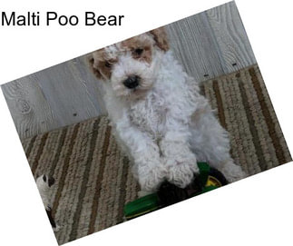 Malti Poo Bear