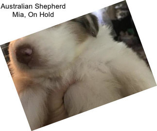 Australian Shepherd Mia, On Hold