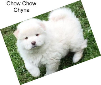 Chow Chow Chyna