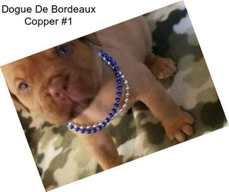 Dogue De Bordeaux Copper #1