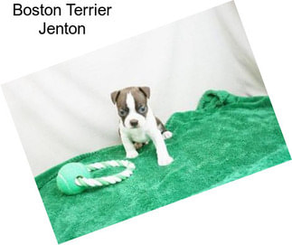 Boston Terrier Jenton