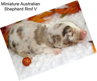 Miniature Australian Shepherd Rmf V