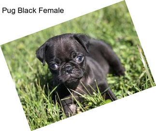 Pug Black Female