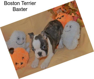 Boston Terrier Baxter