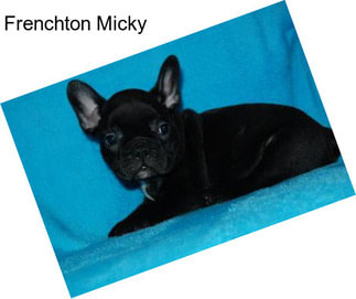 Frenchton Micky