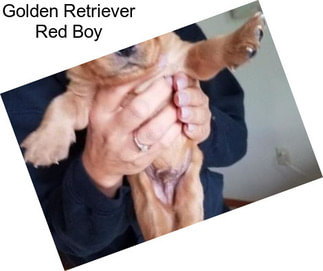 Golden Retriever Red Boy