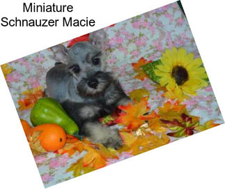 Miniature Schnauzer Macie