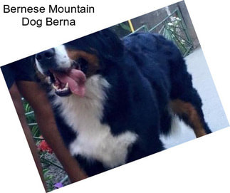 Bernese Mountain Dog Berna