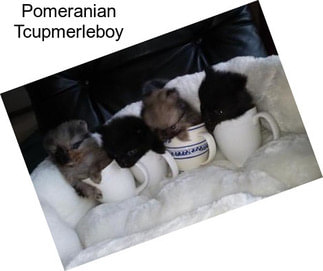 Pomeranian Tcupmerleboy