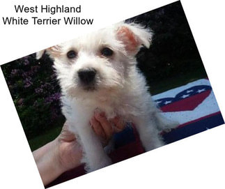 West Highland White Terrier Willow