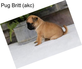 Pug Britt (akc)