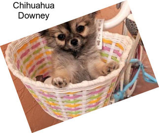 Chihuahua Downey