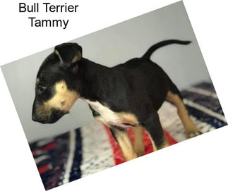 Bull Terrier Tammy