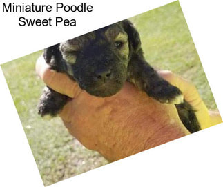 Miniature Poodle Sweet Pea