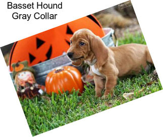 Basset Hound Gray Collar