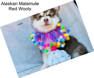 Alaskan Malamute Red Wooly
