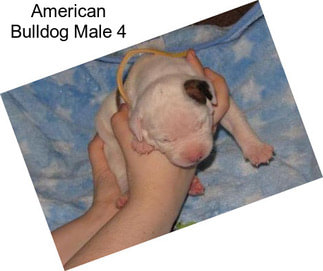 American Bulldog Male 4