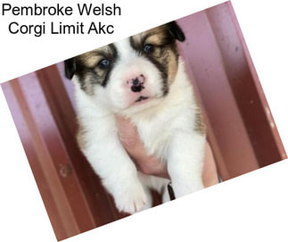 Pembroke Welsh Corgi Limit Akc