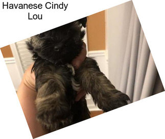 Havanese Cindy Lou