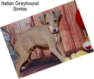 Italian Greyhound Simba