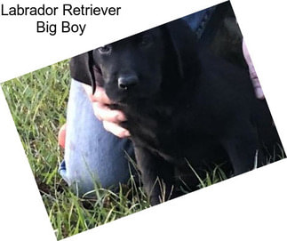 Labrador Retriever Big Boy