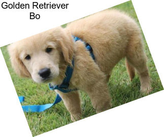 Golden Retriever Bo