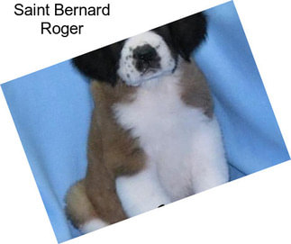 Saint Bernard Roger