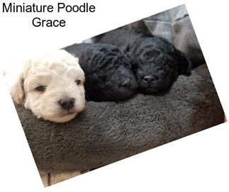 Miniature Poodle Grace