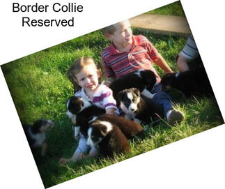 Border Collie Reserved