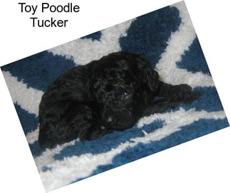 Toy Poodle Tucker