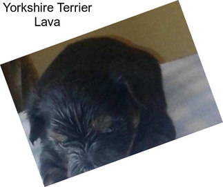 Yorkshire Terrier Lava