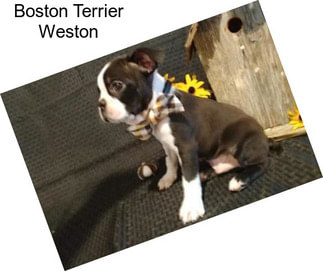 Boston Terrier Weston