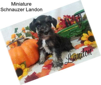 Miniature Schnauzer Landon