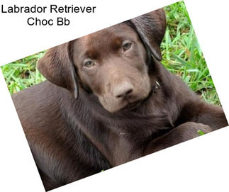 Labrador Retriever Choc Bb