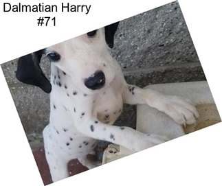 Dalmatian Harry #71