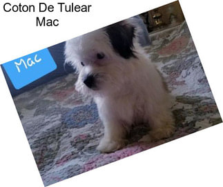 Coton De Tulear Mac