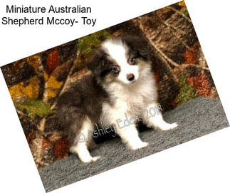 Miniature Australian Shepherd Mccoy- Toy