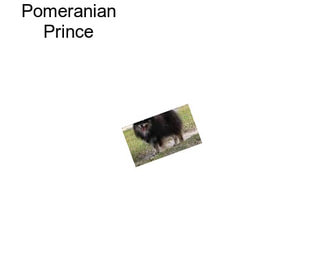 Pomeranian Prince