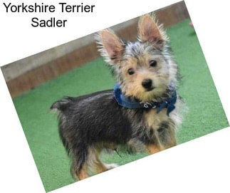 Yorkshire Terrier Sadler