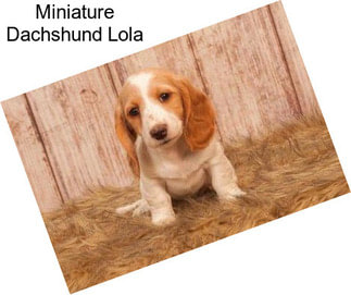 Miniature Dachshund Lola