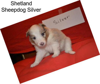 Shetland Sheepdog Silver